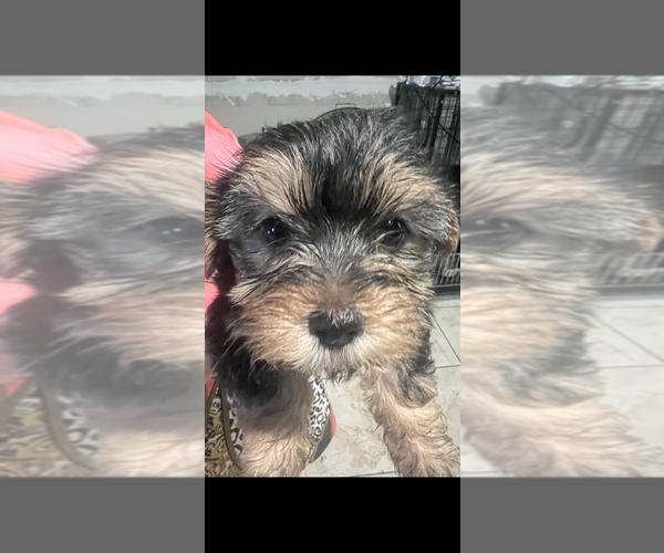 Medium Photo #5 Yorkshire Terrier Puppy For Sale in TAMPA, FL, USA