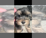 Small Photo #5 Yorkshire Terrier Puppy For Sale in TAMPA, FL, USA