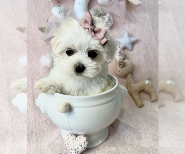 Medium Photo #14 Maltese Puppy For Sale in JACKSONVILLE, FL, USA