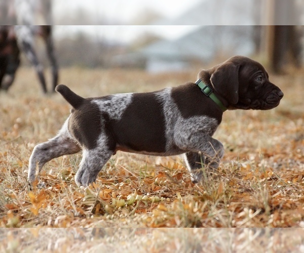 Medium Photo #6 German Shorthaired Pointer Puppy For Sale in LEWELLEN, NE, USA