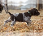 Small Photo #6 German Shorthaired Pointer Puppy For Sale in LEWELLEN, NE, USA