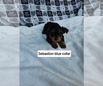 Puppy Sabastion Yorkshire Terrier