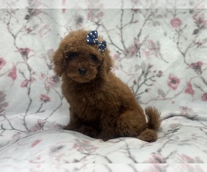 Cockapoo Puppy for sale in LAKELAND, FL, USA