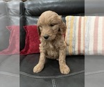 Small Photo #7 Goldendoodle Puppy For Sale in CEDAR HILL, TX, USA