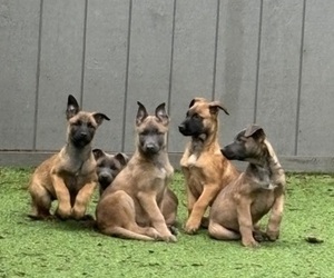 Belgian Malinois Puppy for sale in DIXON, CA, USA