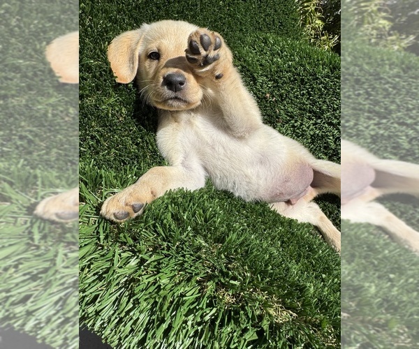 Medium Photo #8 Labrador Retriever Puppy For Sale in BEAUMONT, CA, USA