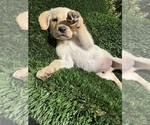 Puppy Blue Collar Labrador Retriever
