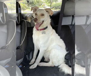 Mutt Dogs for adoption in Westwood, NJ, USA