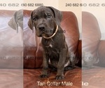 Puppy Tan Collar Male Cane Corso