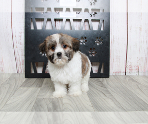 Havanese Puppy for sale in MARIETTA, GA, USA