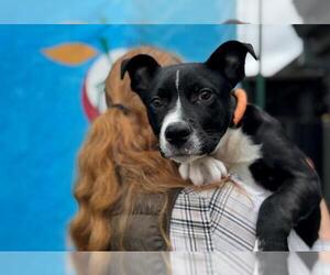 Mutt Dogs for adoption in Santa Rosa, CA, USA