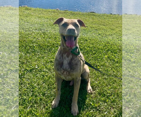 Medium Photo #2 Labrador Retriever-Unknown Mix Puppy For Sale in Walnutport, PA, USA