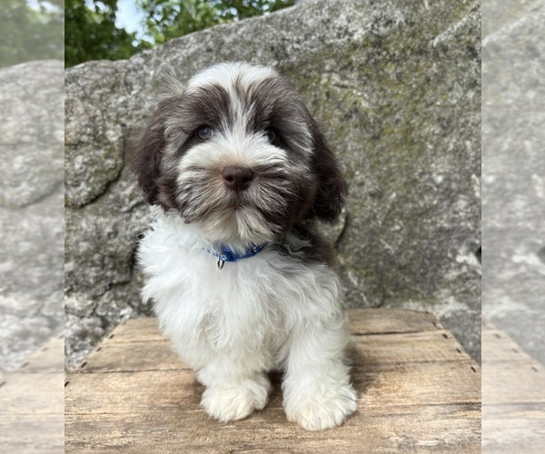 Medium Photo #3 Havanese Puppy For Sale in MIDDLEBURY, IN, USA