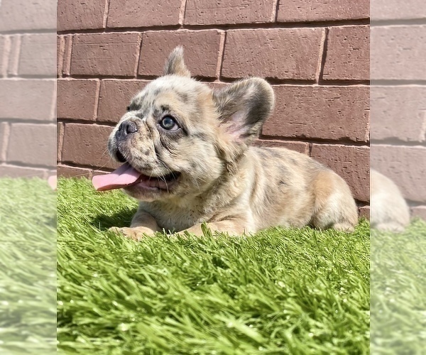 Medium Photo #24 French Bulldog Puppy For Sale in SEATTLE, WA, USA