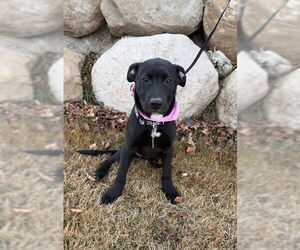 Labrador Retriever-Unknown Mix Dogs for adoption in Sandy, UT, USA