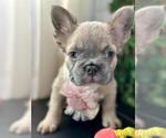 Small #2 French Bulldog