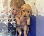 Small #35 Golden Retriever