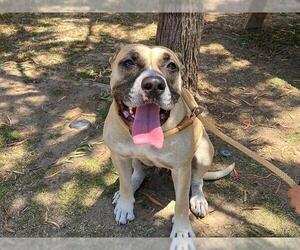 Boxer-Unknown Mix Dogs for adoption in Orange, CA, USA