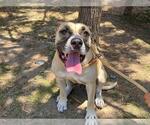 Small Boxer Mix