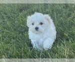 Small Photo #2 Maltese Puppy For Sale in CANOGA, NY, USA