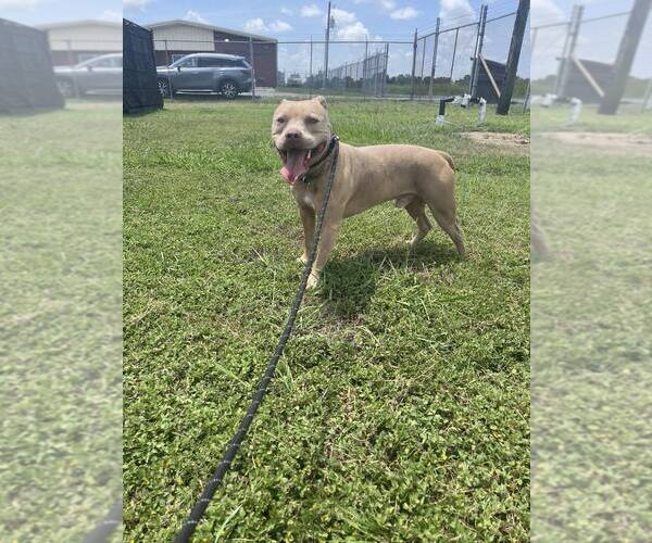 Medium Photo #1 Mutt Puppy For Sale in Abbeville, LA, USA
