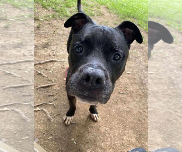 Medium Photo #2 American Staffordshire Terrier-Unknown Mix Puppy For Sale in Front Royal, VA, USA