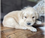 Small Photo #4 Golden Retriever Puppy For Sale in FORDLAND, MO, USA