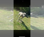 Small Photo #2 Great Dane-Unknown Mix Puppy For Sale in Bullard, TX, USA