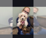 Small Photo #2 Maltese Puppy For Sale in Wheaton, IL, USA