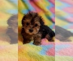 Puppy Snickers Yorkshire Terrier