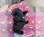 Small #3 French Bulldog