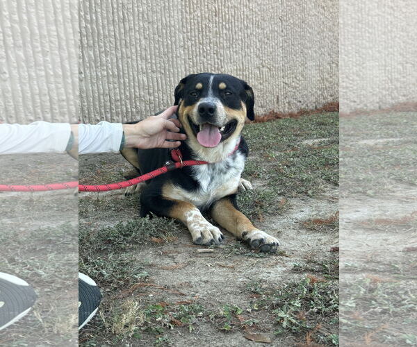 Medium Photo #4 Rottweiler-Unknown Mix Puppy For Sale in Rowlett, TX, USA