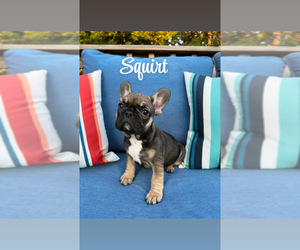 French Bulldog Puppy for sale in SMYRNA, TN, USA