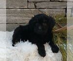 Small #2 Poodle (Miniature)