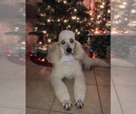 Small Photo #2 Poodle (Standard) Puppy For Sale in MUSKEGON, MI, USA