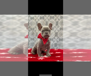 French Bulldog Puppy for Sale in JEFFERSON, Georgia USA