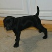 Small Photo #5 Vizsla-Weimaraner Mix Puppy For Sale in MILLBROOK, AL, USA