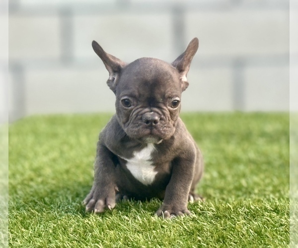 Medium Photo #8 French Bulldog Puppy For Sale in TALLAHASSEE, FL, USA