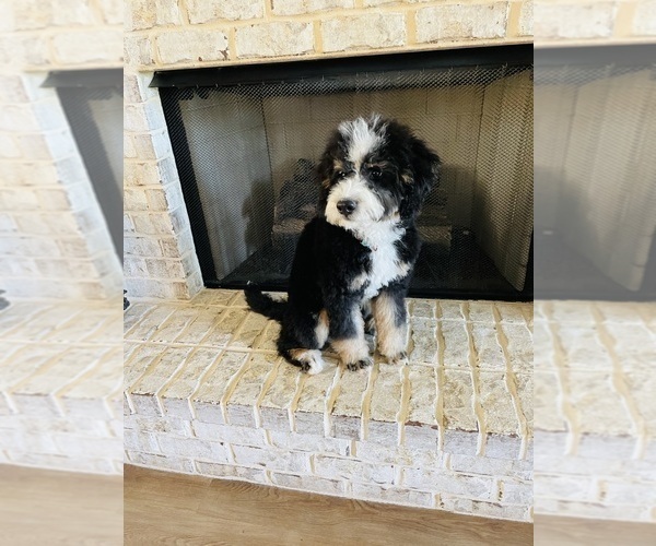 Medium Photo #6 Bernedoodle-Bernese Mountain Dog Mix Puppy For Sale in CANTON, GA, USA