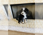 Small #5 Bernedoodle-Bernese Mountain Dog Mix