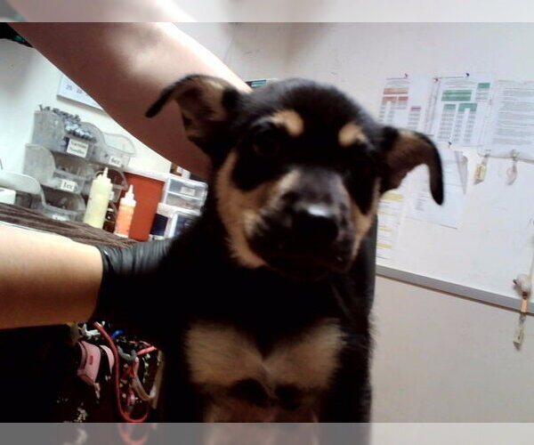 Medium Photo #1 Gerberian Shepsky Puppy For Sale in Martinez, CA, USA