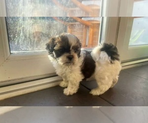 Mal-Shi Puppy for sale in LONG BEACH, CA, USA