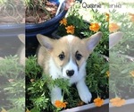 Small Photo #6 Neapolitan Mastiff Puppy For Sale in WASHBURN, MO, USA