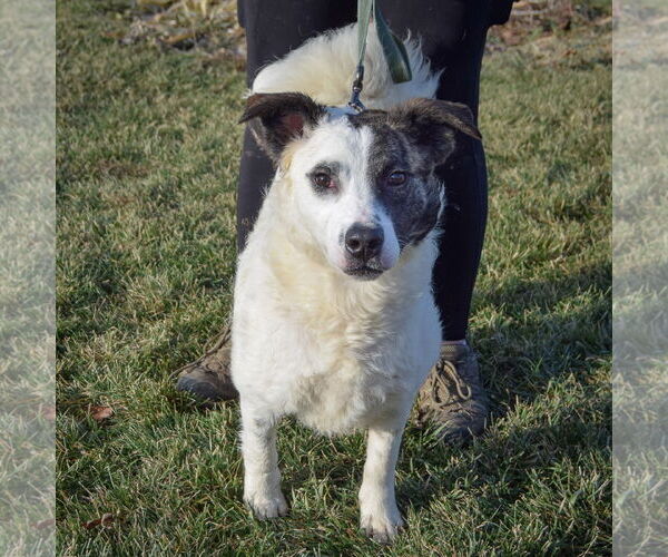 Medium Photo #12 American Staffordshire Terrier-Border Collie Mix Puppy For Sale in Huntley, IL, USA