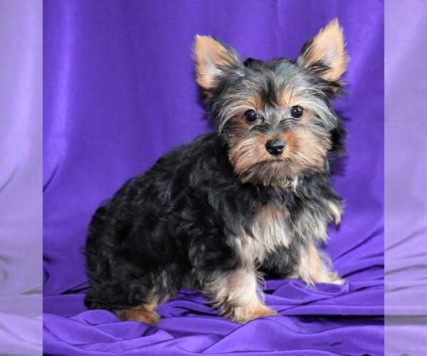 Medium Photo #3 Yorkshire Terrier Puppy For Sale in ROCK VALLEY, IA, USA
