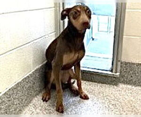 Medium Photo #2 Doberman Pinscher Puppy For Sale in Houston, TX, USA
