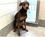 Small #1 Doberman Pinscher