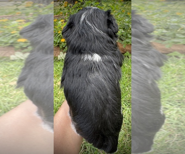 Medium Photo #23 Schnauzer (Miniature) Puppy For Sale in PFLUGERVILLE, TX, USA