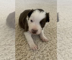 Border Collie Puppy for sale in GUSTINE, CA, USA