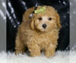 Puppy Rhett Maltipoo (Miniature)